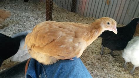 chicken with no tail feathers.